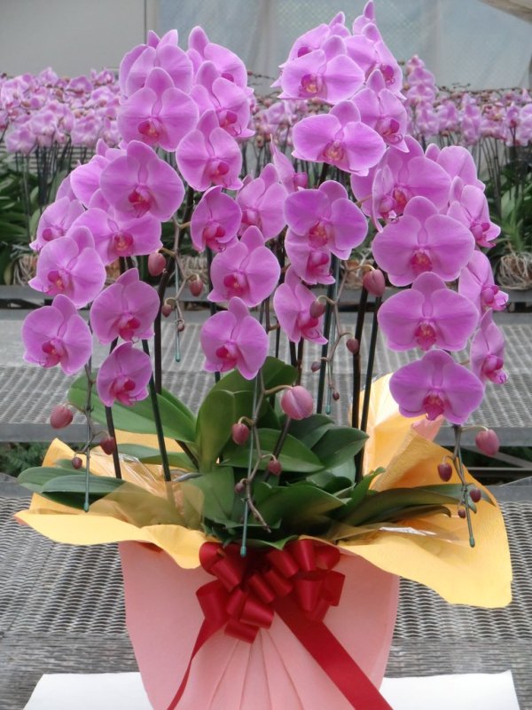 画像1: 胡蝶蘭　5本立ち　ピンク　県外取り寄せ商品｜沖縄の高級胡蝶蘭 (1)