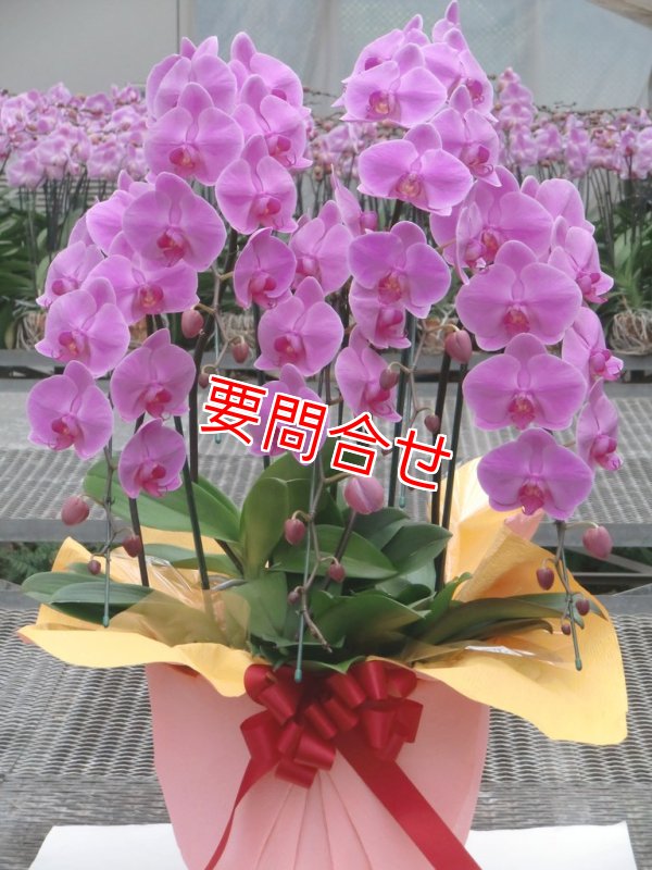 画像1: 沖縄 周年祝い｜ピンク胡蝶蘭5本立ち（県外取り寄せ） 55,000円 (1)
