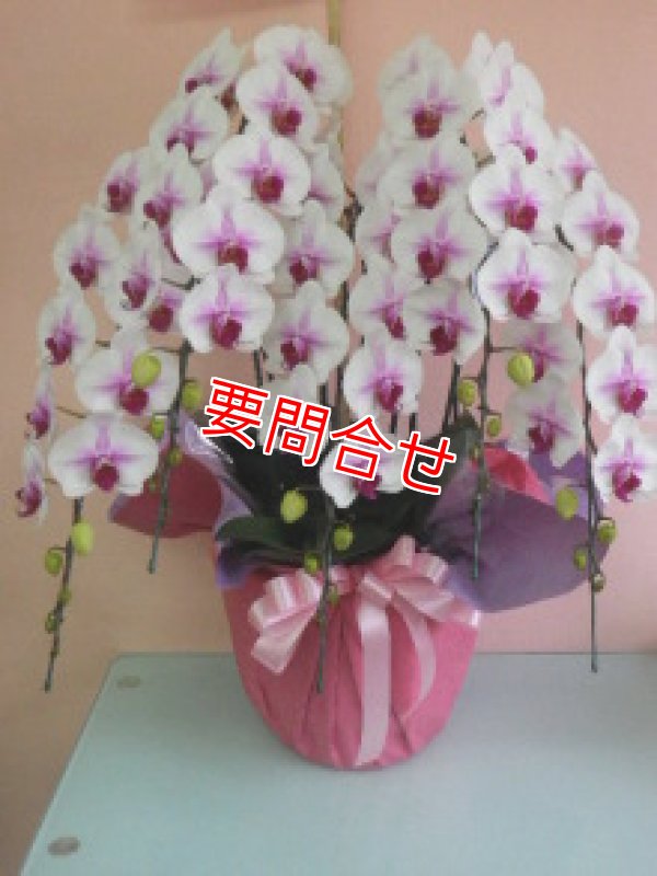 画像1: 沖縄 移転祝い｜胡蝶蘭5本立ちマウントリップ（県外取り寄せ） 55,000円 (1)