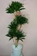 画像2: 観葉植物 ドラセナ コンパクター｜開店祝い・開院祝い 沖縄配達【16500円】 (2)