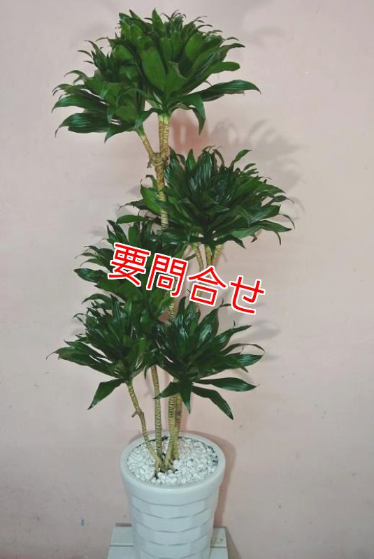 画像2: 観葉植物 ドラセナ コンパクター｜開店祝い・開院祝い 沖縄配達【16500円】 (2)