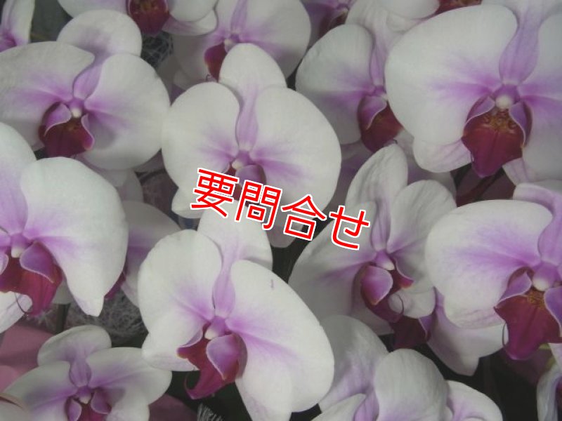 画像2: 胡蝶蘭　3本立ち　マウントリップ｜沖縄の胡蝶蘭ギフト (2)