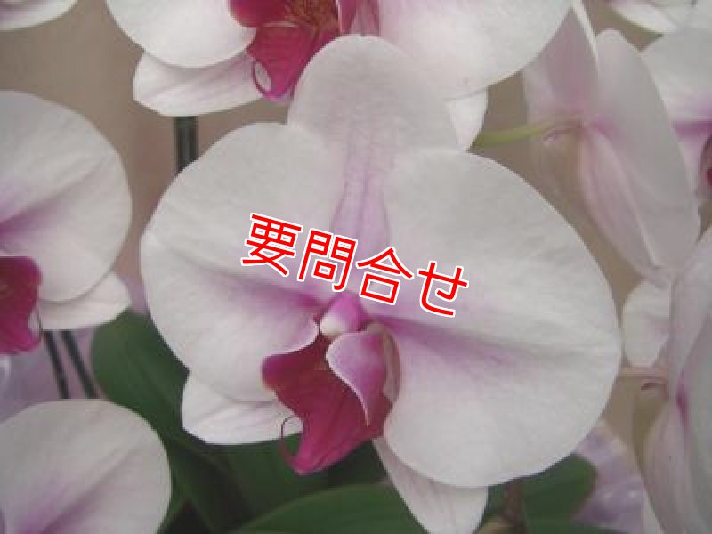 画像3: 沖縄 開店祝い 胡蝶蘭8本立ちマウントリップ｜法人向け・配達無料 (3)