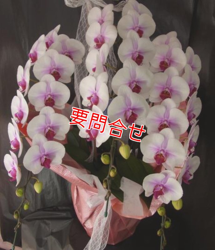 画像1: 胡蝶蘭　3本立ち　マウントリップ｜沖縄の胡蝶蘭ギフト (1)
