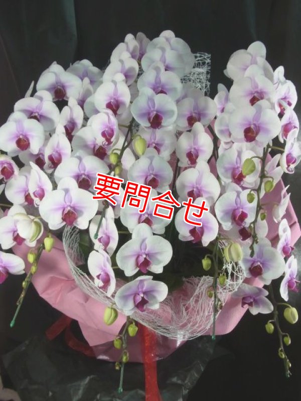 画像1: 沖縄 開店祝い 胡蝶蘭8本立ちマウントリップ｜法人向け・配達無料 (1)