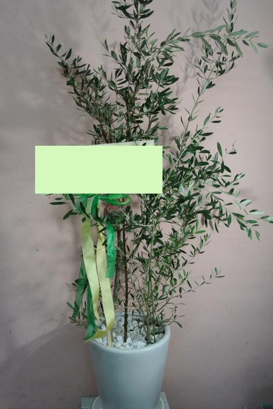 画像4: 予算で選ぶ 観葉植物ギフト【20000円】｜開店祝い・開院祝い 沖縄配達 (4)