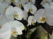 画像3: 沖縄の移転祝い胡蝶蘭 5本立ちお任せ｜法人花配達・55,000円 (3)