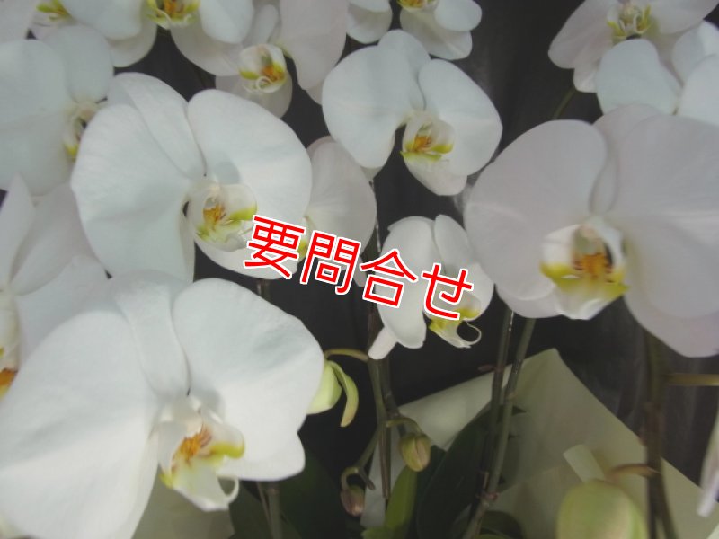 画像2: 沖縄の移転祝い胡蝶蘭 3本立ちお任せ｜法人花配達・16,500円 (2)