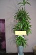 画像3: 予算で選ぶ 観葉植物ギフト【30000円】｜開店祝い・開院祝い 沖縄配達 (3)