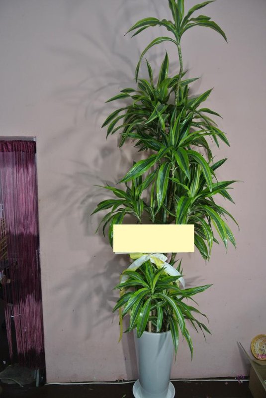 画像3: 予算で選ぶ 観葉植物ギフト【30000円】｜開店祝い・開院祝い 沖縄配達 (3)