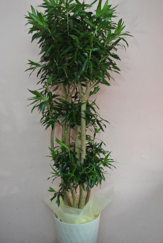 画像1: 予算で選ぶ 観葉植物ギフト【15000円】｜開店祝い・開院祝い 沖縄配達 (1)