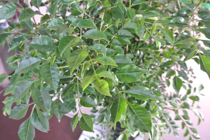 画像2: 予算で選ぶ 観葉植物ギフト【20000円】｜開店祝い・開院祝い 沖縄配達 (2)