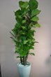 画像3: 予算で選ぶ 観葉植物ギフト【20000円】｜開店祝い・開院祝い 沖縄配達 (3)