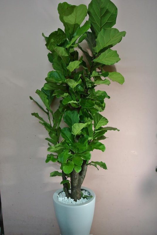 画像3: 予算で選ぶ 観葉植物ギフト【20000円】｜開店祝い・開院祝い 沖縄配達 (3)
