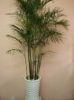 画像4: 予算で選ぶ 観葉植物ギフト【30000円】｜開店祝い・開院祝い 沖縄配達 (4)