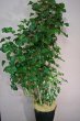 画像1: 予算で選ぶ 観葉植物ギフト【20000円】｜開店祝い・開院祝い 沖縄配達 (1)
