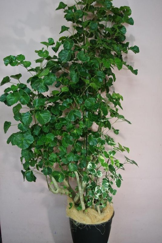 画像1: 予算で選ぶ 観葉植物ギフト【20000円】｜開店祝い・開院祝い 沖縄配達 (1)
