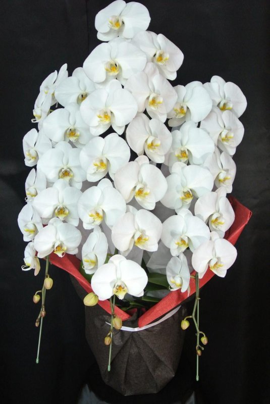 画像3: 沖縄の移転祝い胡蝶蘭 3本立ちお任せ｜法人花配達・33,000円 (3)