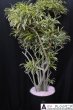 画像2: 観葉植物 季節のお任せギフト【33000円】｜開店祝い・開院祝い 沖縄配達 (2)