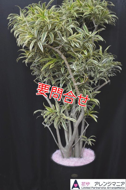 画像2: 観葉植物 季節のお任せギフト【33000円】｜開店祝い・開院祝い 沖縄配達 (2)
