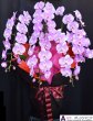 画像4: 沖縄の移転祝い胡蝶蘭 3本立ちお任せ｜法人花配達・33,000円 (4)