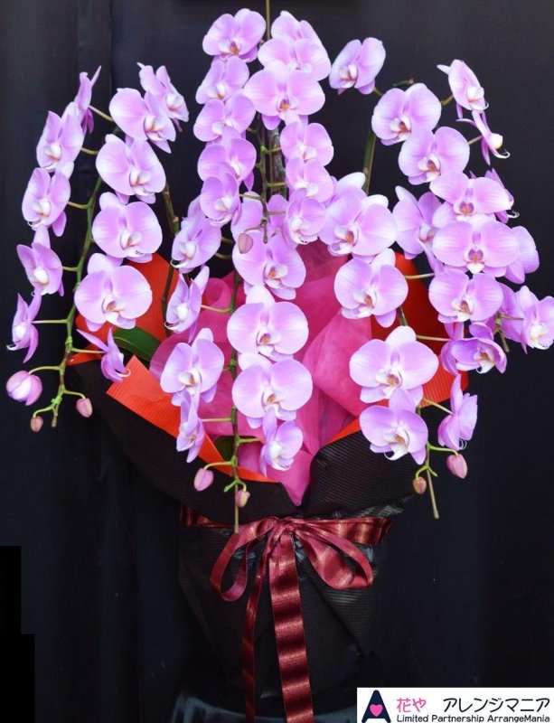 画像4: 沖縄の移転祝い胡蝶蘭 3本立ちお任せ｜法人花配達・33,000円 (4)