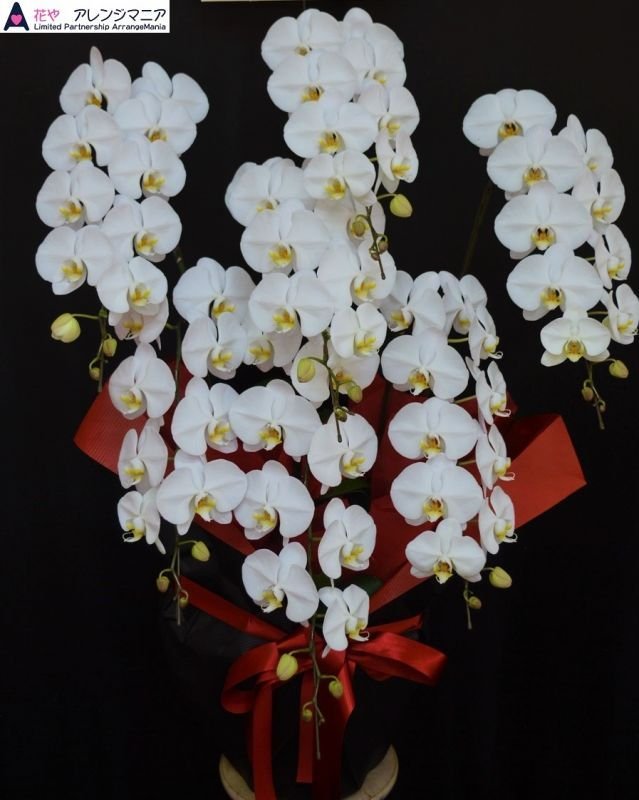 画像1: 就任祝いに沖縄県産胡蝶蘭｜大輪白6本立ち【胡蝶蘭専門店アレンジマニア】 (1)