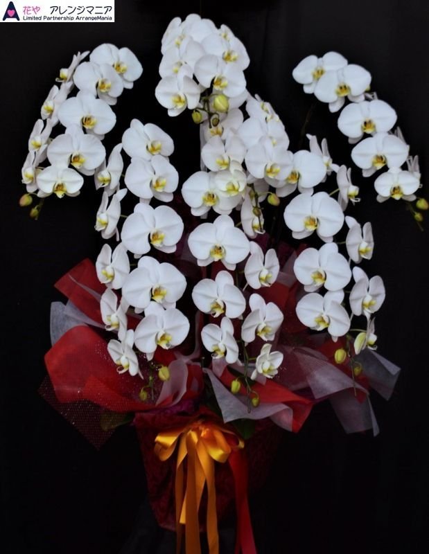 画像2: 沖縄の移転祝い胡蝶蘭 5本立ちお任せ｜法人花配達・55,000円 (2)