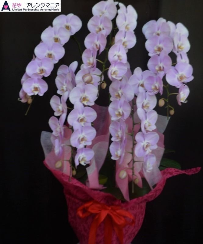 画像1: 胡蝶蘭　沖縄県産品　5本立ち　ピンク　50輪程度｜沖縄の高級胡蝶蘭 (1)
