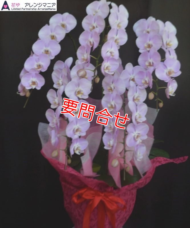 画像1: 沖縄 移転祝い｜沖縄県産ピンク胡蝶蘭5本立ち 22,000円 (1)