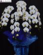 画像2: お供え花│胡蝶蘭大輪白　予算30000円　★人気商品★ (2)
