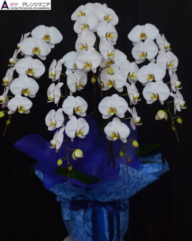 画像2: お供え花│胡蝶蘭大輪白　予算30000円　★人気商品★ (2)