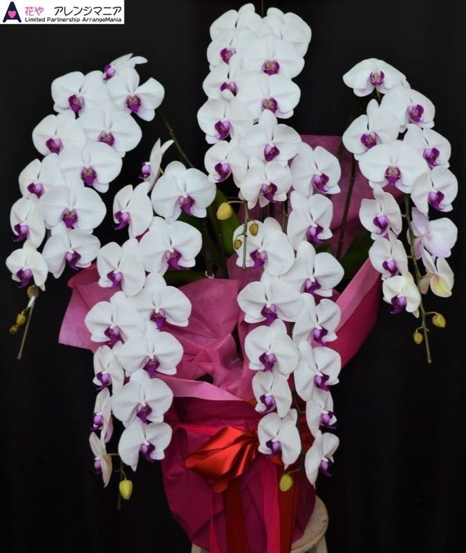 画像1: 沖縄の移転祝い胡蝶蘭 6本立ちピンク系｜法人花配達・66,000円 (1)