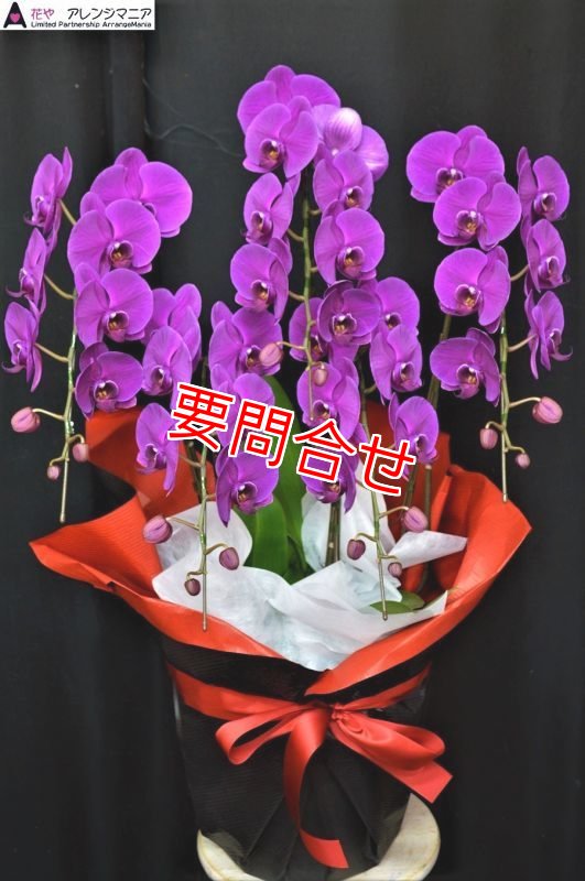 画像1: 沖縄で長寿御祝の胡蝶蘭　お任せ　ピンク系　予算20000円 (1)