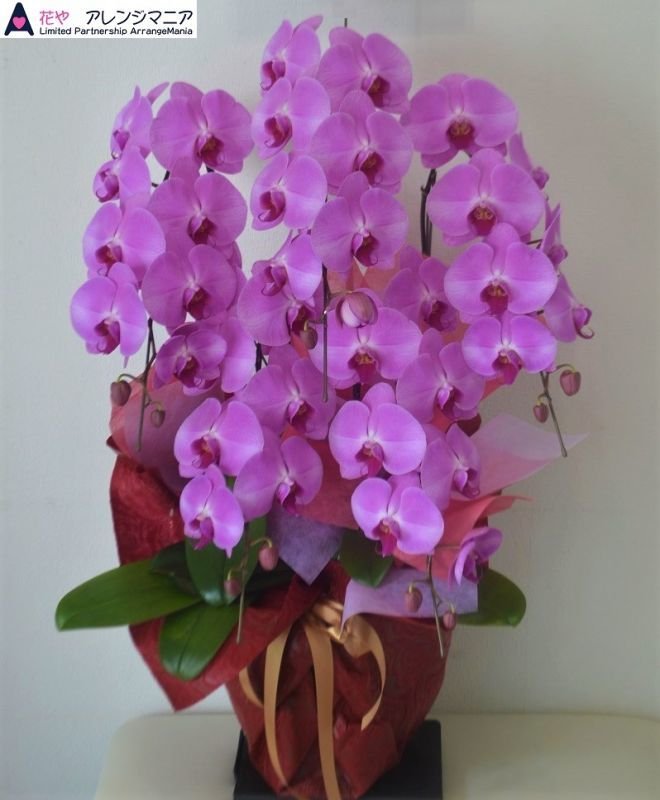 画像1: 開店祝いの胡蝶蘭 沖縄県産品 予算で選ぶ｜沖縄の花屋アレンジマニア (1)