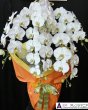 画像3: 胡蝶蘭5本立ち 大輪白3L（沖縄県産）55,000円 (3)