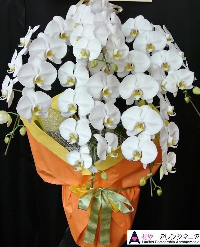 画像3: 胡蝶蘭5本立ち 大輪白3L（沖縄県産）55,000円 (3)