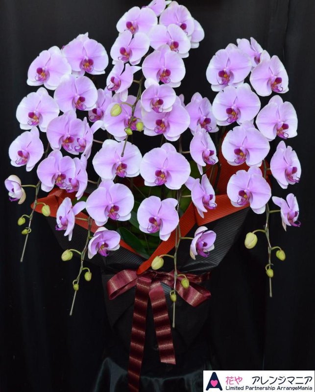 画像1: 開院祝いの胡蝶蘭　沖縄県産品5本立ち　ピンク系　予算40000円 (1)