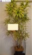 画像3: 観葉植物 季節のお任せギフト【33000円】｜開店祝い・開院祝い 沖縄配達 (3)