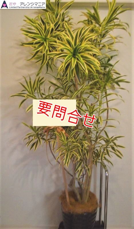 画像3: 観葉植物 季節のお任せギフト【33000円】｜開店祝い・開院祝い 沖縄配達 (3)