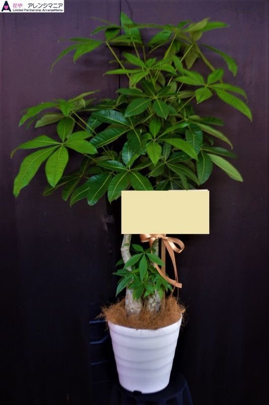 画像2: 予算で選ぶ　【観葉植物】種類お任せ　10000円 (2)