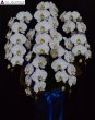 画像5: 沖縄の移転祝い胡蝶蘭 3本立ちお任せ｜法人花配達・33,000円 (5)
