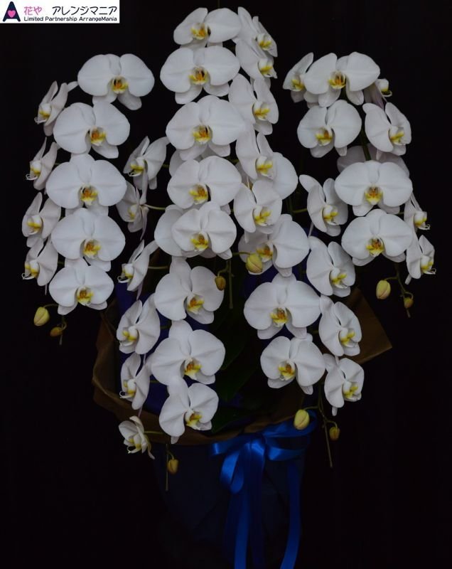画像5: 沖縄の移転祝い胡蝶蘭 3本立ちお任せ｜法人花配達・33,000円 (5)