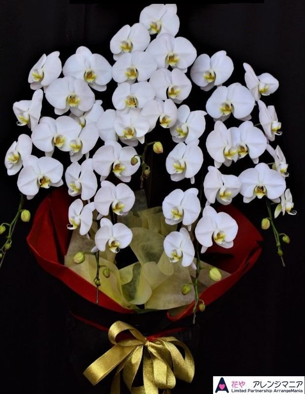 画像6: 沖縄の移転祝い胡蝶蘭 3本立ちお任せ｜法人花配達・33,000円 (6)