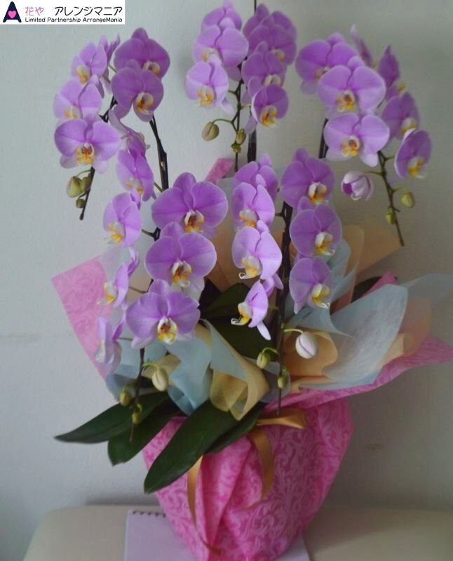 画像1: 沖縄の移転祝い胡蝶蘭 3本立ちピンク系｜法人花配達・27,500円 (1)