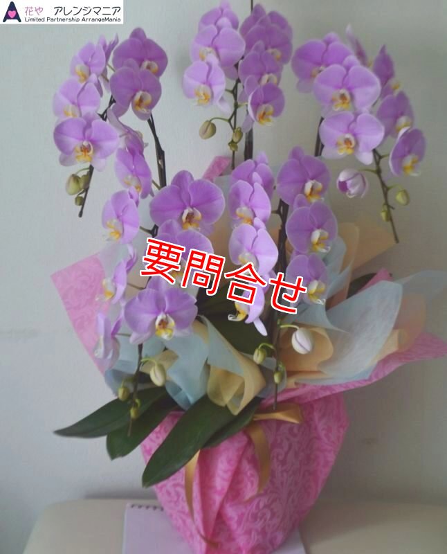 画像1: 胡蝶蘭　沖縄県産品　5本立ち　ピンク予算25000円 (1)