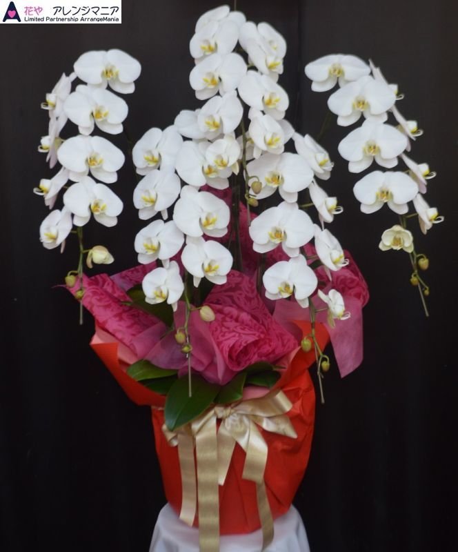 画像9: 沖縄の移転祝い胡蝶蘭 3本立ちお任せ｜法人花配達・33,000円 (9)