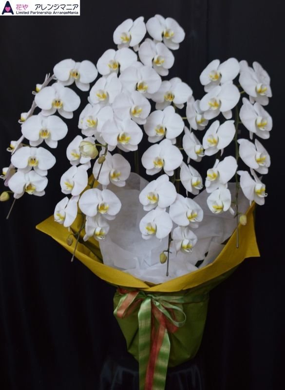 画像8: 沖縄の移転祝い胡蝶蘭 3本立ちお任せ｜法人花配達・33,000円 (8)