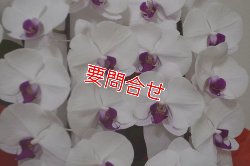 画像2: 沖縄 就任祝い 胡蝶蘭3本立ちピンクリップ｜配達無料・写真送付 (2)