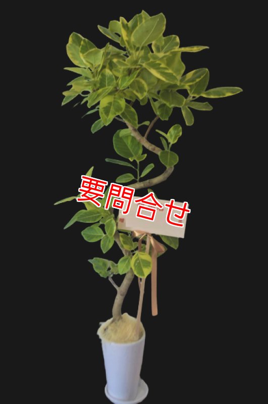 画像1: 観葉植物 季節のお花お任せギフト【15000円】｜開店祝い・開院祝い 沖縄配達 (1)
